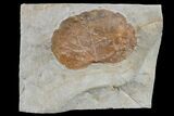 Paleocene Fossil Leaf (Zizyphoides) - Montana #165013-1